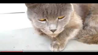 Cats 😹 😂 🐱 #cat #cats by Gnat Vova 197 views 2 months ago 3 minutes, 7 seconds