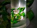 #cooking #foryou #funny #comedy #youtubeshorts