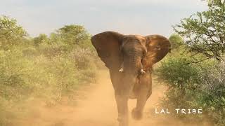 The most TERRIFYING Elephant Chase Ever Caught on Camera! screenshot 5