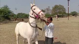 प्रहलाद सिंह जी चावड़ा की घोड़ी मे गफूर खान उस्ताद नाच काम डालते हुए contect 9926789658