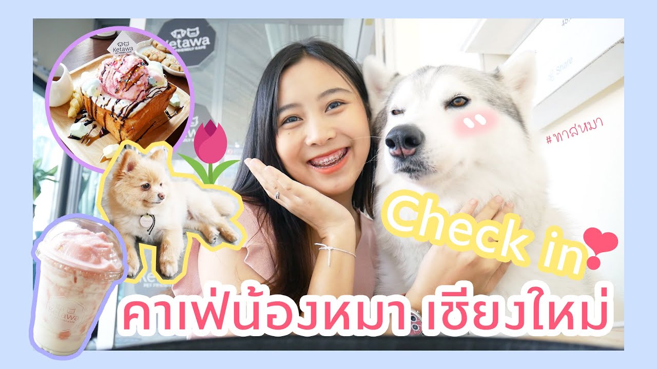 Check in ร้านเกตวา คาเฟ่น้องหมา เชียงใหม่ (ทาสหมาห้ามพลาด!!) | Bomap PD