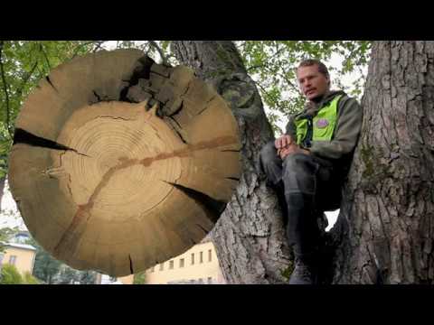 Video: Dendrokronologia - mitä puut voivat kertoa