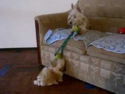 terrier vs shih tzu west highland white terrier vs shih tzu terrier vs shih tzu west highland white terrier vs shih tzu