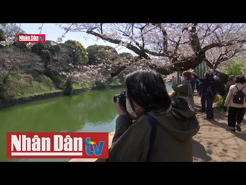Video Rực rỡ mùa hoa anh đào ở Nhật Bản - youtube
