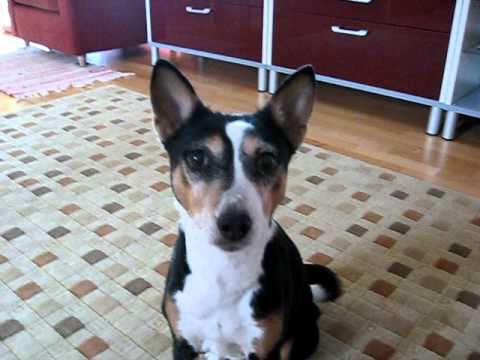 Video: Basenji-koirarotu, Allergiatestattu, Terveys- Ja Elämänalue