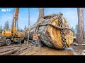 Mesin Monster Yang Memindahkan Pohon Raksasa! Pengoperasian Alat Berat yang Sangat Bertenaga