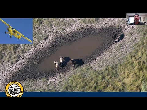 Incorporating Drones into Wildlife Monitoring and Management in Montana