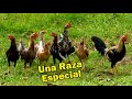 Una Raza Especial