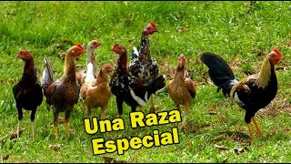 Una Raza Especial