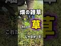 畑の雑草、これただの草じゃなかった
