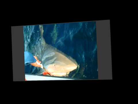 Shark fishing located off Key West, Fl. at theSub....