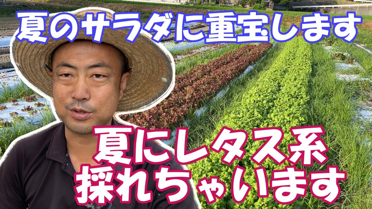 夏に人気の野菜レタスを夏にできちゃいます。