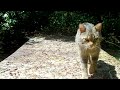 Un Chat sauvage curieux