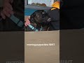 @helencheyne 😂 #dog #dogvideos
