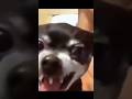 Comedy video 🤣 #gamingvideos #funnyshorts #viralshort #freefire #freefireshorts #freefirefunnyshorts