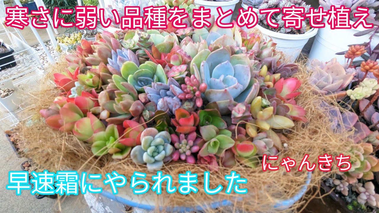 Top【選抜株】多肉植物　360006シニャ　20個　鉢無し/脱土 64144b77-56ee-48bc-8089-