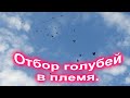 Отбор голубей  в племя