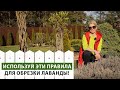 Обрезка лаванды весной. Формируем роскошный куст! Лайфхак от профессионала