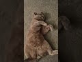 Trendy Viralvideo Cat Trendy Viralvideo Cat