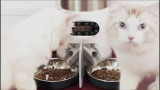 How Does A Stainless Steel Two Way Splitter Pet Feeder looks.