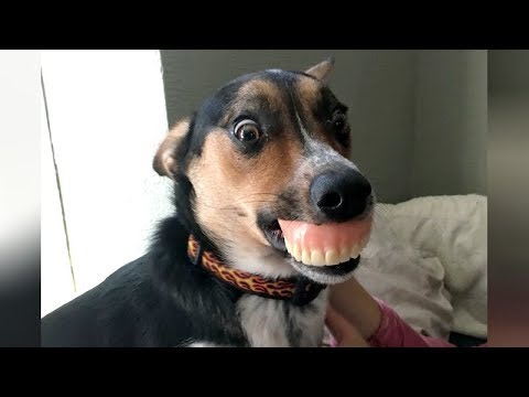do dogs know when we laugh at them