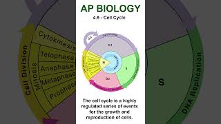 AP Bio - 4.6 Cell Cycle and Interphase #apbiology #cellcycle