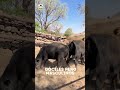 GANADO HECHO PARA TI! | Rancho Cinco Talentos | Zacatecas