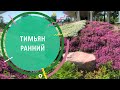 Тимьян ранний | как правильно сажать, и другие секреты