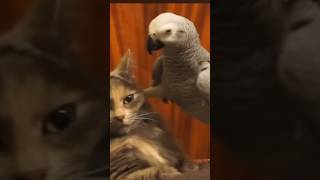 ببغاء بيغلس على قطه بس القطه ظبطته فى الآخرcat birds animals shorts