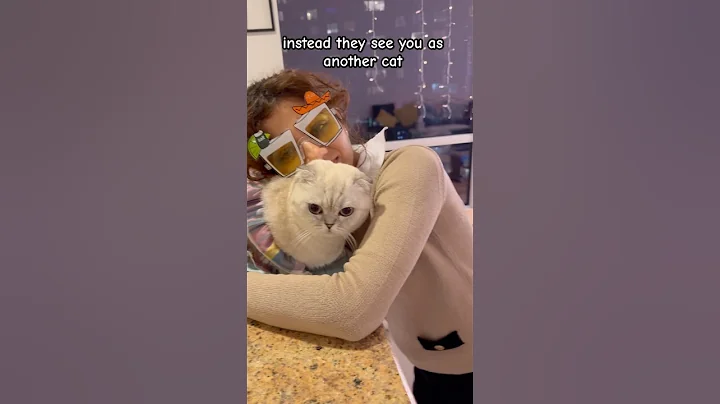 Video 11794451: scottish fold girl, scottishfold cat