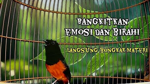 Pancingan wajib murai batu,sudah teruji ampuh bikin murai batu lain cepat emosi dan bongkar materi