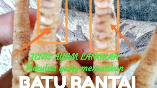 Ayam Langkah SISIK BATU RANTAI