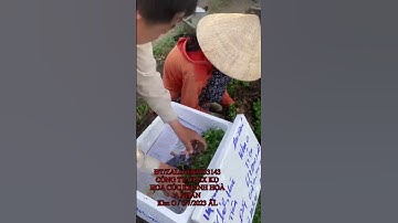 Hoa Cúc Giống Khánh Hoà Đại Đoá Pha Lê Phục Vụ Mùa Vụ Hoa Cúc Giống Tết 2024 / A NHÀN #shorts