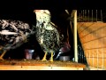 Куры Орловские и Ливенские ситцевые у меня в хозяйстве (Orlovskaya breed chickens )