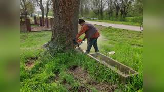 Giant Ash Tree and STIHL MS461 Giant Ash Tree and STIHL MS461