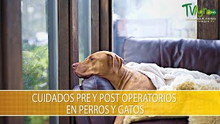 Cuidados Pre y Post Operatorios en Perros y Gatos TvAgro por Juan Gonzalo Angel Restrepo