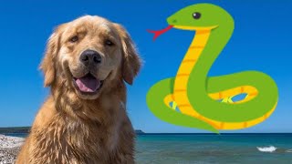 Golden Retriever Puppy Meets Her First Snake - Snake Strike, Funny Video