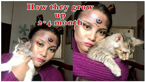 Watch the video about Mainecoon grow up 2-4 month | Kucing mainecoon mix ku