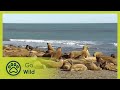 Kim and Roxie, the Sea Lioness - Marine Mammals 3/9