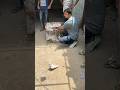 Shazad Bhai Loni pets market #shorts #pigeon #kabutar #pigeons #kabootar