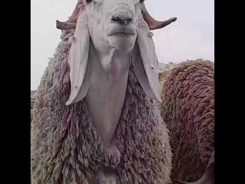 ارواح تشوف سلعة ماشاء الله لا قوة إلا بالله باتنة بلدية زانةالبيضاء