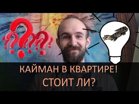 Вся правда о "карликовом крокодиле" или стоит ли заводить крокодилового каймана в квартире?!