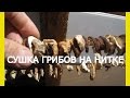 Сушка белых грибов. Как сушить грибы дома.Как сушить грибы на зиму.Сушка грибов в домашних условиях