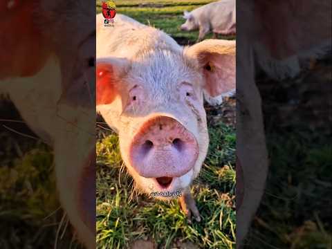 شنو يصير اذا ناكل لحم الخنزير علي فتنس سعرات حراريه خنزير تغذية تخسيس لحم مرضي حرام اكل