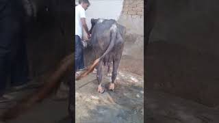 mpd sun sarn सॉर्ट animal  सुन सरन मिडिल पटेला vet sargrery प्लीज buffalo गाय mata cow