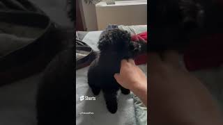 Early Morning playtime with the always loveable and playful Mugsy the bernedoodle