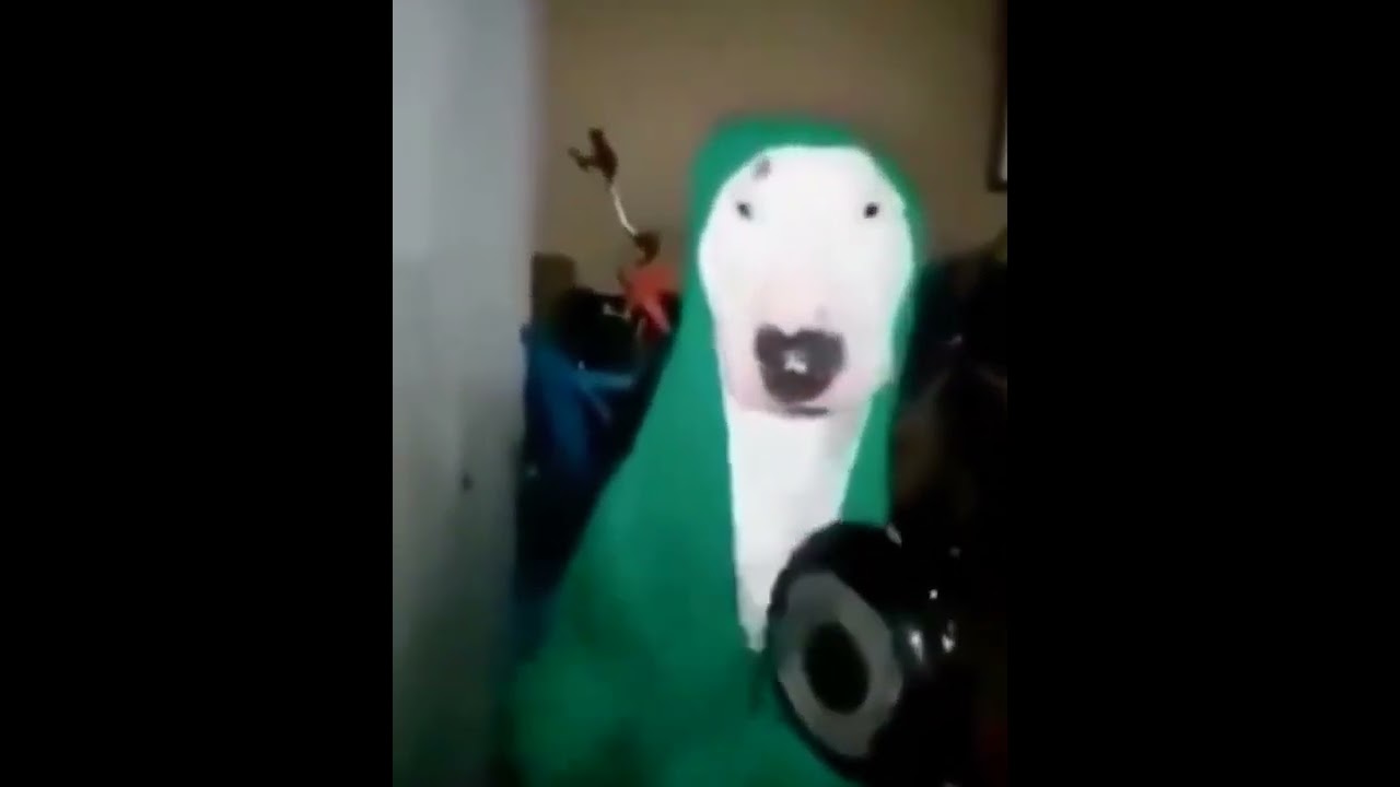 DOG BEATING PAN WITH SPOON 