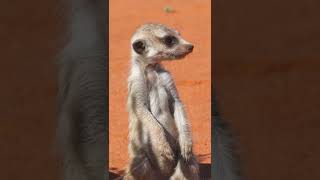 How Meerkat Family Reacts To Predator! #Shorts