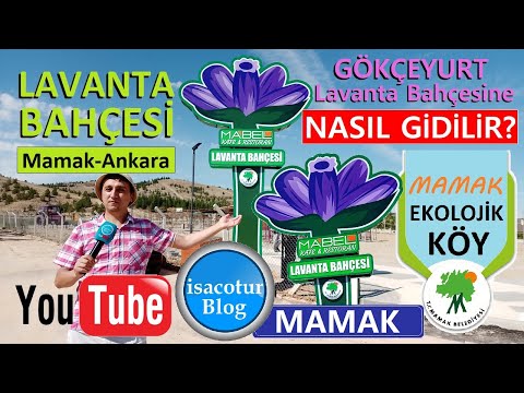 ⭐️Mamak Gökçeyurt Lavanta Bahçesi Nasıl Gidilir? ❤️Mamak Ekolojik Köy ✅Tüm Detaylar Burada