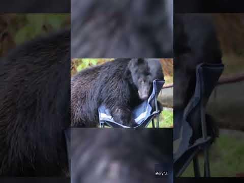 Watch: Curious bear steals camper's seat #Shorts